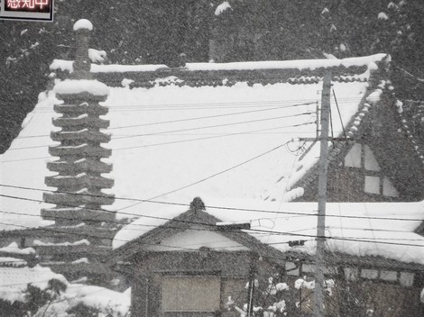 冬と共存で・・メタセコイヤ並木‥大雪注意報継続 冬と共存で・・メタセコイヤ並木‥大雪注意報継続