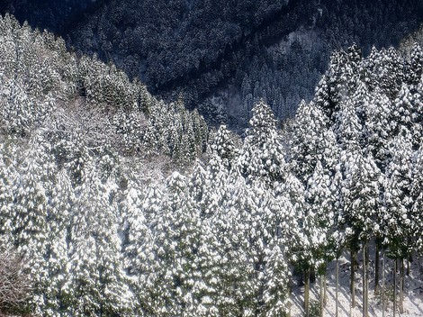 今日も雪の景色ばかりですが・・気温2度だった! 今日も雪の景色ばかりですが・・気温2度だった!