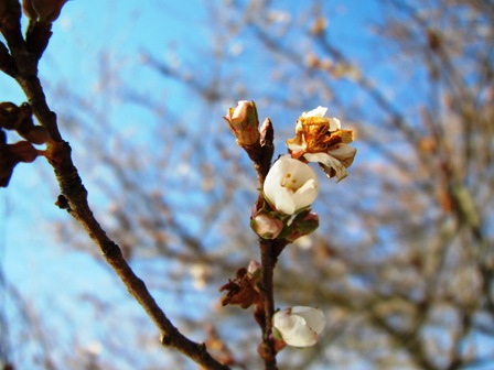 朝の琵琶湖光陽、お昼の、冬桜・・