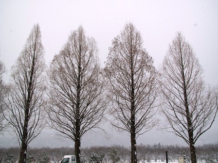雪景色・・マキノ町