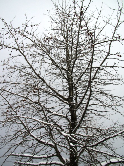 雪景色・・マキノ町
