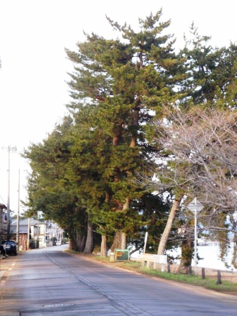 春めいて・・・一日