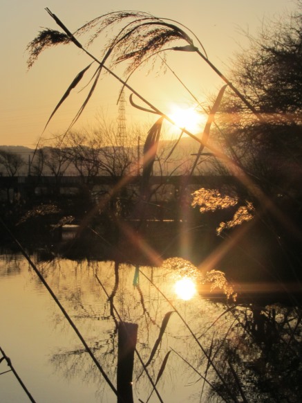 春めき・・夕景