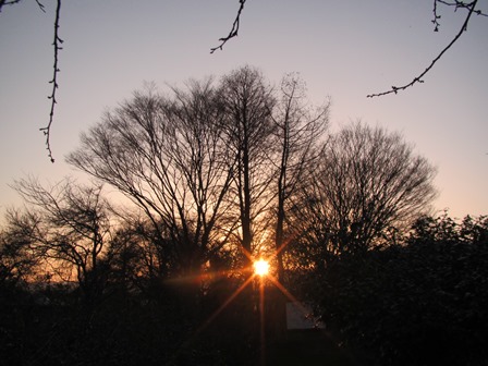 春めき・・夕景