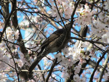 朝の琵琶湖・・桜の鳥・・湖西線から風景