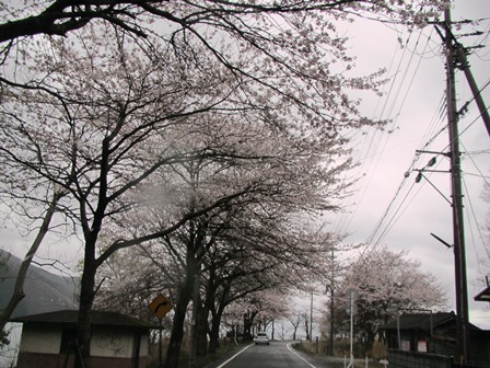 雨中・・海津大崎の桜並木を