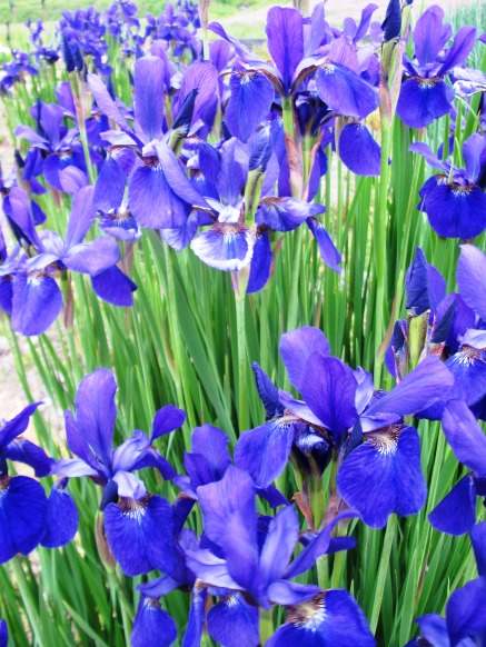 新旭風車村 ・・花々ルピナス