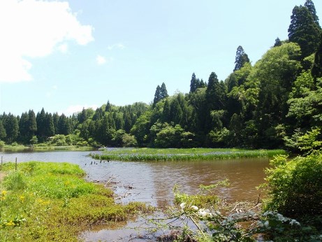 カキツバタ&ひつじぐさ