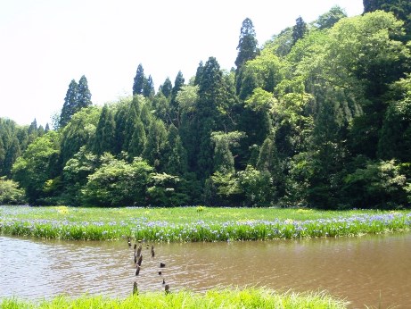 カキツバタ&ひつじぐさ