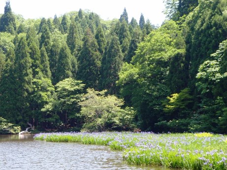 カキツバタ&ひつじぐさ