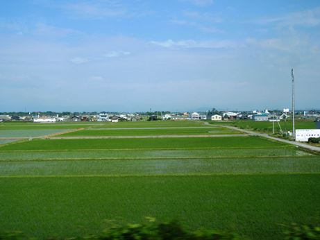 花しょうぶ・・咲きました