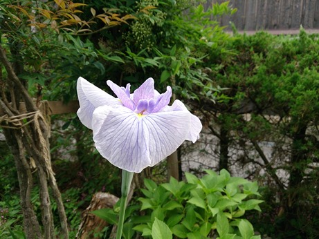 花しょうぶ・・咲きました