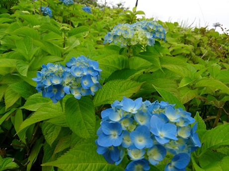 今津総合運動公園で紫陽花・・風車村は花菖蒲