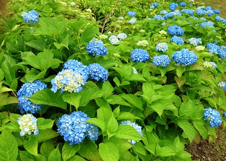 今津総合運動公園で紫陽花・・風車村は花菖蒲