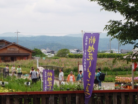 今津総合運動公園で紫陽花・・風車村は花菖蒲