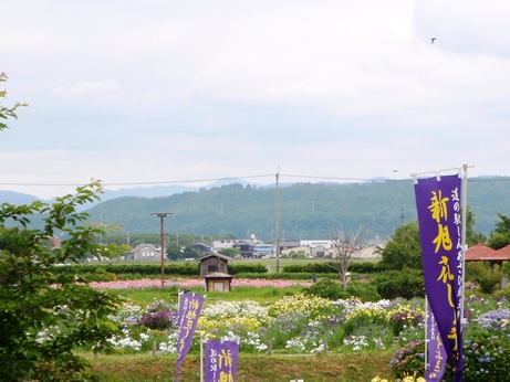 今津総合運動公園で紫陽花・・風車村は花菖蒲