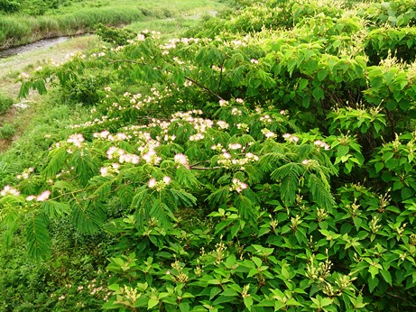得意分野・・・