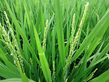 稲穂・・朽木からのブログ