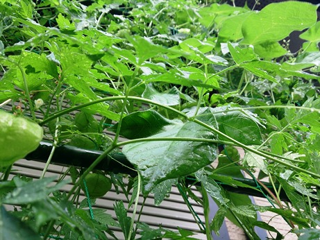 稲穂・・朽木からのブログ