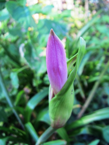 県道開通見込みは??秋の花。