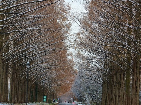 雪景色・・メタセコイヤ並木・・里山・・そんな天候になって・・ 雪景色・・メタセコイヤ並木・・里山・・そんな天候になって・・