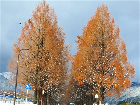 冬と共存で・・メタセコイヤ並木‥大雪注意報継続 冬と共存で・・メタセコイヤ並木‥大雪注意報継続