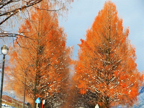 冬と共存で・・メタセコイヤ並木‥大雪注意報継続 冬と共存で・・メタセコイヤ並木‥大雪注意報継続
