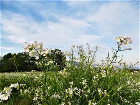 火曜日~明日は雨か? 火曜日~明日は雨か?