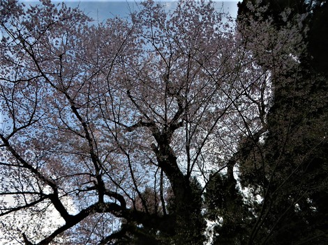 桜も・・朝琵琶湖も・・春
