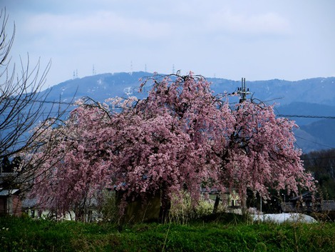 桜横目に・・バタバタ 桜横目に・・バタバタ