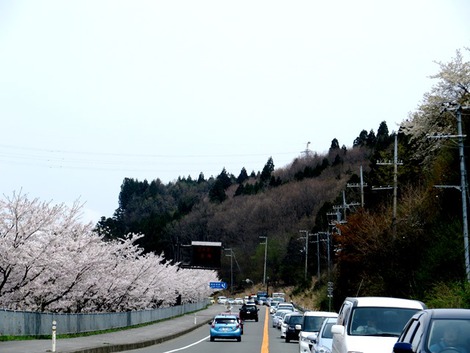 桜横目に・・バタバタ 桜横目に・・バタバタ