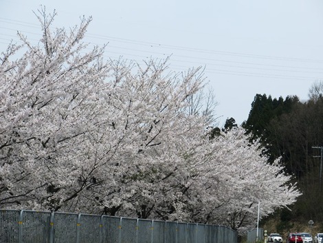 桜横目に・・バタバタ 桜横目に・・バタバタ