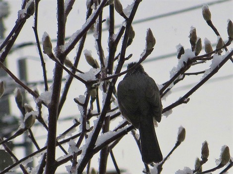 寒すずめ・・今夜から明日朝に積雪かな? 寒すずめ・・今夜から明日朝に積雪かな?