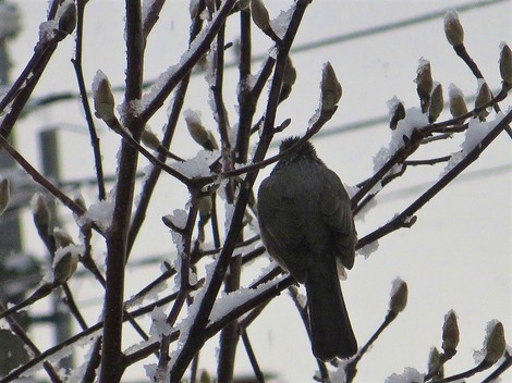 寒すずめ・・今夜から明日朝に積雪かな？