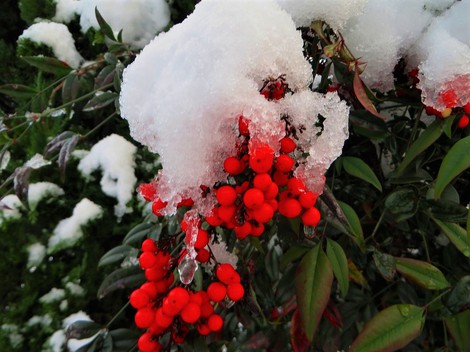まだ大雪注意報・・雪は降ったり止んだりかな? まだ大雪注意報・・雪は降ったり止んだりかな?