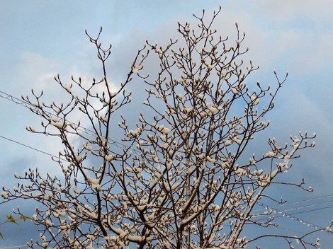 まだ大雪注意報・・雪は降ったり止んだりかな? まだ大雪注意報・・雪は降ったり止んだりかな?