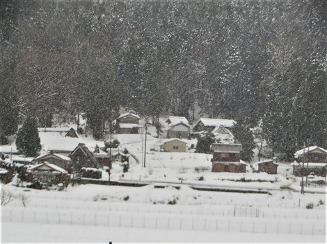 冬と共存で・・メタセコイヤ並木‥大雪注意報継続 冬と共存で・・メタセコイヤ並木‥大雪注意報継続