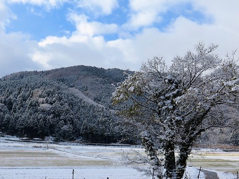 雪景色・・メタセコイヤ並木・・里山・・そんな天候になって・・ 雪景色・・メタセコイヤ並木・・里山・・そんな天候になって・・