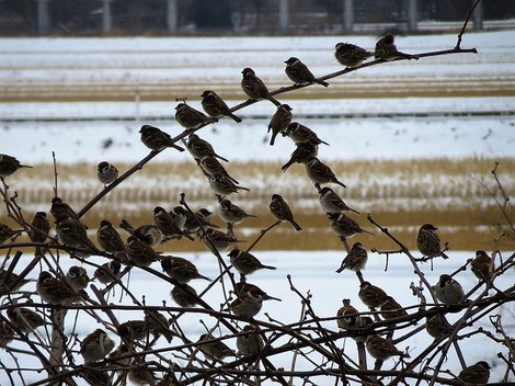 寒すずめ・・今夜から明日朝に積雪かな? 寒すずめ・・今夜から明日朝に積雪かな?