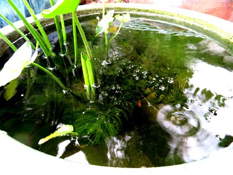 小雨でいろいろ・・一日 小雨でいろいろ・・一日