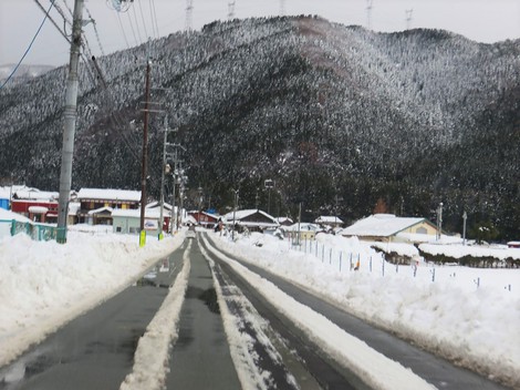 冬と共存で・・メタセコイヤ並木‥大雪注意報継続 冬と共存で・・メタセコイヤ並木‥大雪注意報継続