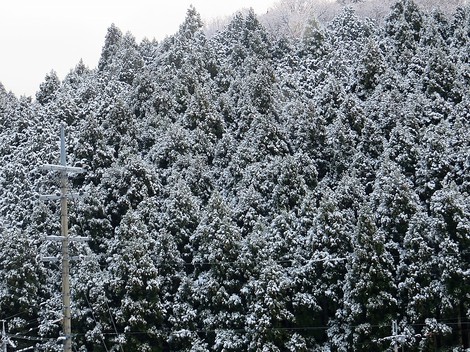 雪景色・・メタセコイヤ並木・・里山・・そんな天候になって・・ 雪景色・・メタセコイヤ並木・・里山・・そんな天候になって・・