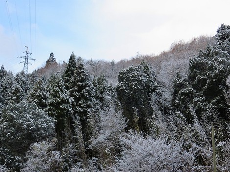 雪景色・・メタセコイヤ並木・・里山・・そんな天候になって・・ 雪景色・・メタセコイヤ並木・・里山・・そんな天候になって・・