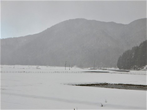 冬と共存で・・メタセコイヤ並木‥大雪注意報継続 冬と共存で・・メタセコイヤ並木‥大雪注意報継続