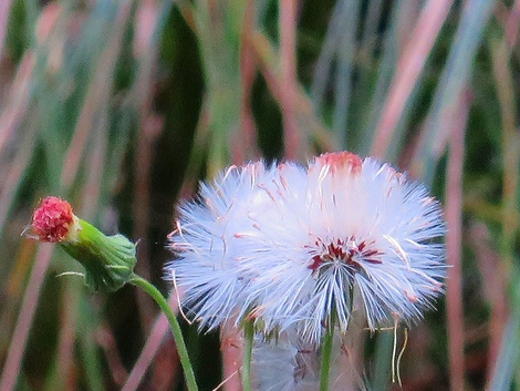 うす曇りの一日・・ソバの花見ながら夕方・・木曜日でした うす曇りの一日・・ソバの花見ながら夕方・・木曜日でした