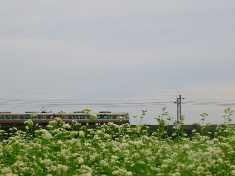うす曇りの一日・・ソバの花見ながら夕方・・木曜日でした うす曇りの一日・・ソバの花見ながら夕方・・木曜日でした