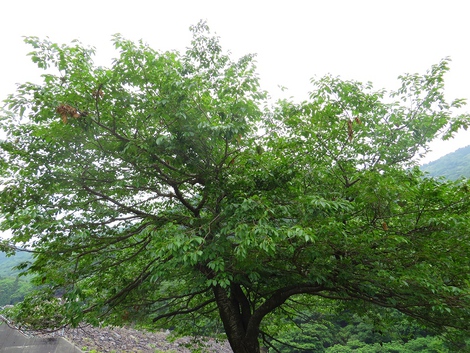 雨なし火曜日! 雨なし火曜日!