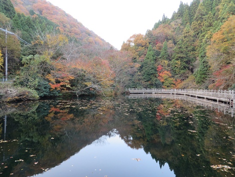 いい夫婦の日~~11月22日 いい夫婦の日~~11月22日
