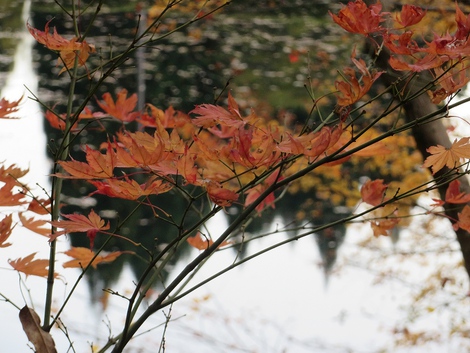 いい夫婦の日~~11月22日 いい夫婦の日~~11月22日