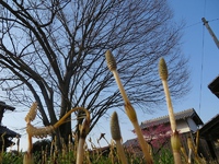 成長土筆～美食～高島市内春風景